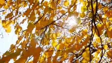 秋树枝<strong>阳光</strong>落叶.. 秋天的风景。 秋，极浅的专注.. 全景格式。 <strong>阳光</strong>
